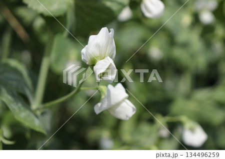 エンドウの白い花の写真 エンドウの白い花の写真 134496259