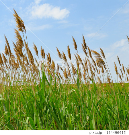 Common reeds swaying in the wind under a blue sky 134496415