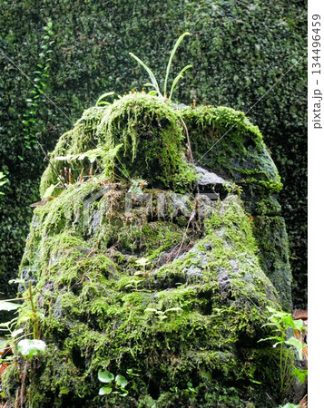 岩隈山の切通し　苔に覆われた石仏　（熊本県山鹿市 134496459