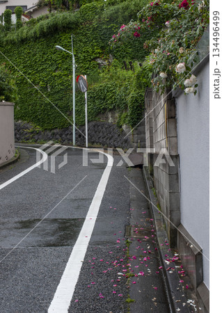 薔薇の花弁が落ちている雨上がりの坂道・文京区 薔薇の花弁が落ちている雨上がりの坂道・文京区 134496499