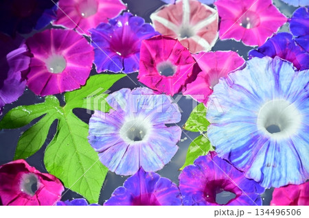 水面に浮かぶアサガオの花 134496506