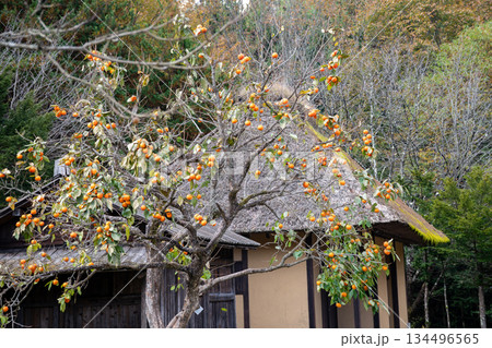 オレンジ色の柿の実が実った日本の田舎の萱葺きの家 134496565