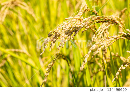 稲穂 稲穂 134496699