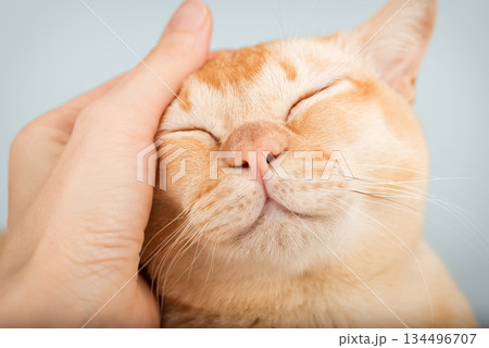A hand stroking a Burmese cat A hand stroking a Burmese cat 134496707