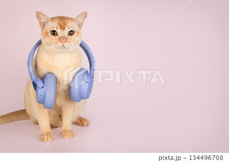 A ginger cat with wireless headphones A ginger cat with wireless headphones 134496708