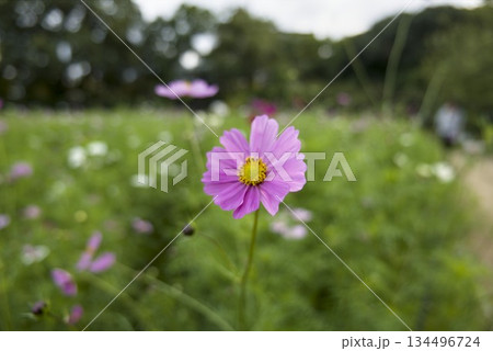 コスモス畑に咲く一輪のピンクのコスモス 134496724