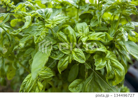 バジルの葉のアップ 134496727