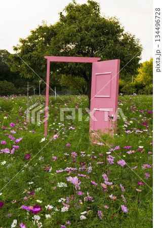 コスモス畑とヒミツな道具のドア 134496728