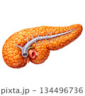 Human pancreas glandular texture organ anatomy medical illustration biological endocrine system detailed health science educational concept isolated transparency background vital firm body 134496736