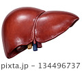 Human liver smooth reddish brown anatomy organ health medical biology depicts vital healthy internal body part isolated on transparency background for science education 134496737