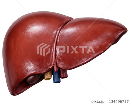 Human liver smooth reddish brown anatomy organ health medical biology depicts vital healthy internal body part isolated on transparency background for science education 134496737