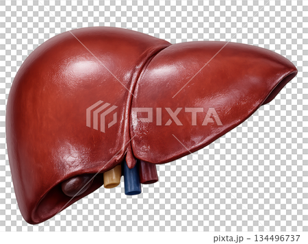 Human liver smooth reddish brown anatomy organ health medical biology depicts vital healthy internal body part isolated on transparency background for science education 134496737