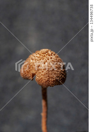 おとぎ話に出てくるようなキノコの笠 134496738