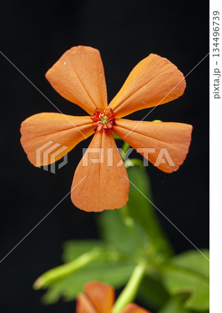 風車のような朱色の五弁の花弁を持つフシグロセンノウ 134496739