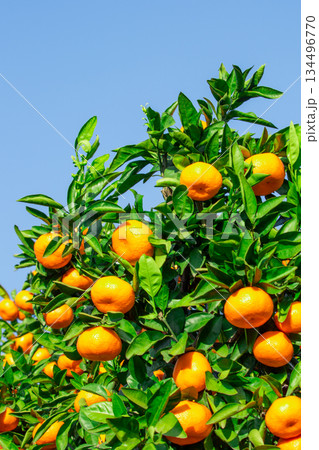 みかん園 134496770