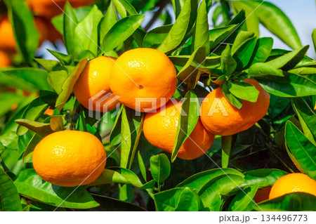 みかん園 みかん園 134496773