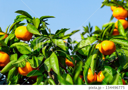 みかん園 134496775