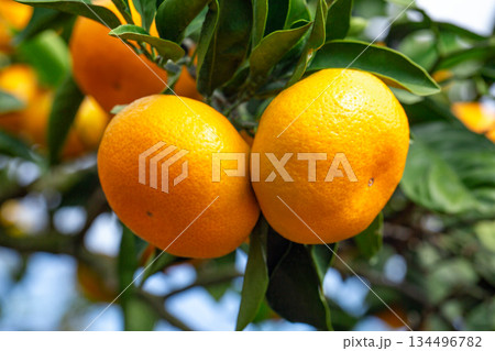 みかん園 134496782