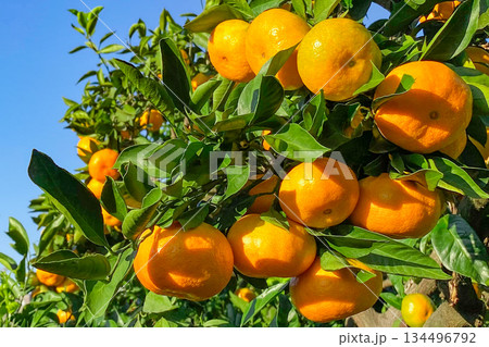 みかん園 みかん園 134496792