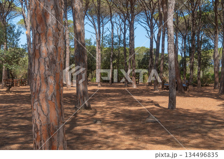 A peaceful pine forest with tall straight trunks casting soft shadows on the dry ground. The warm daylight creates a calm atmosphere and highlights the natural patterns of the woodland landscape 134496835