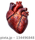 Anatomical human heart muscular texture medical biology illustration artery vein shows powerful vital energy organ isolated on transparency background for health study 134496848