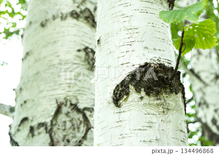 birch bark texture natural background paper close-up. Background texture 134496868