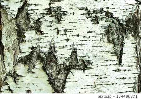 birch bark texture natural background paper close-up. Background texture 134496871