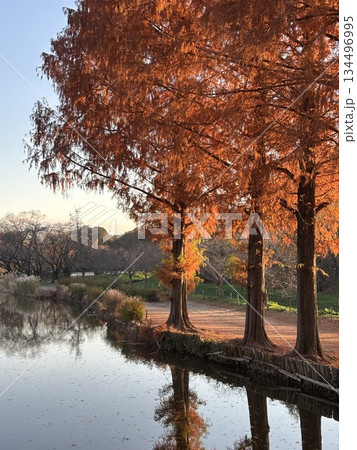 紅葉と池 公園 紅葉と池 公園 134496995