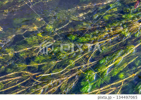 Ceratophyllum demersum aquatic plant in a stream Ceratophyllum demersum aquatic plant in a stream 134497065