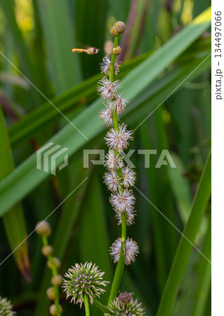 Branched hedgehog Sparganium erectum - flowering plant in the garden pond of a natural garden Branched hedgehog Sparganium erectum - flowering plant in the garden pond of a natural garden 134497066