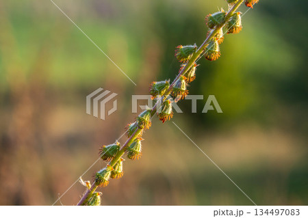 Common agrimony seeds, Latin name Agrimonia eupatoria Common agrimony seeds, Latin name Agrimonia eupatoria 134497083