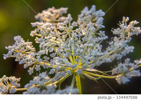 Daucus carota known as wild carrot blooming plant Daucus carota known as wild carrot blooming plant 134497086