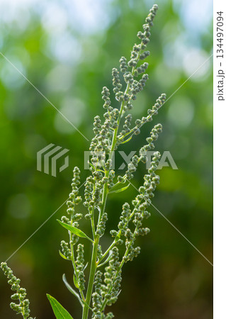 Chenopodium album, edible plant, common names include lamb's quarters, melde, goosefoot, white goosefoot, wild spinach, bathua and fat-hen 134497094