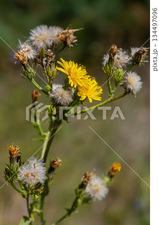 Hieracium laevigatum or smooth hawkweed. Hieracium, known by the common name hawkweed and classically as hierakion. Floral desktop background. Hieracium caespitosum, commonly known as meadow hawkweed Hieracium laevigatum or smooth hawkweed. Hieracium, known by the common name hawkweed and classically as hierakion. Floral desktop background. Hieracium caespitosum, commonly known as meadow hawkweed 134497096