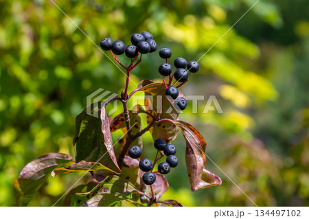 Cornus sanguinea is a perennial plant of the sod family. A tall shrub with small flowers and black inedible berries. Turf-well is grown as an ornamental plant Cornus sanguinea is a perennial plant of the sod family. A tall shrub with small flowers and black inedible berries. Turf-well is grown as an ornamental plant 134497102