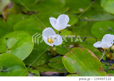 Hydrocharis morsus-ranae, frogbit, is a flowering plant belonging to the genus Hydrocharis in the family Hydrocharitaceae. It is a small floating plant resembling a small water lily Hydrocharis morsus-ranae, frogbit, is a flowering plant belonging to the genus Hydrocharis in the family Hydrocharitaceae. It is a small floating plant resembling a small water lily 134497110