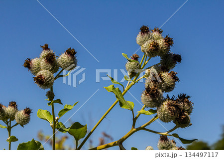 Arctium tomentosum, commonly known as the woolly burdock is a species of burdock belonging to the family Asteraceae 134497117