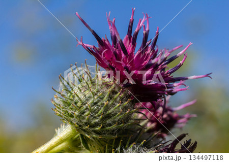 Arctium tomentosum, commonly known as the woolly burdock is a species of burdock belonging to the family Asteraceae Arctium tomentosum, commonly known as the woolly burdock is a species of burdock belonging to the family Asteraceae 134497118