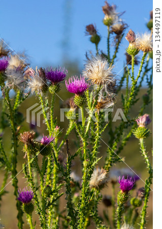 The bright purple flower of the carduus acanthoides, known as the spiny plumeless thistle, welted thistle, or plumeless thistle in front of the dark forest background The bright purple flower of the carduus acanthoides, known as the spiny plumeless thistle, welted thistle, or plumeless thistle in front of the dark forest background 134497119