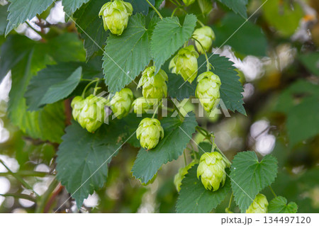 Hops flowers, of the hop plant Humulus lupulus, for beer production growing in the Bavaria by the Danube river on a sunny day 134497120