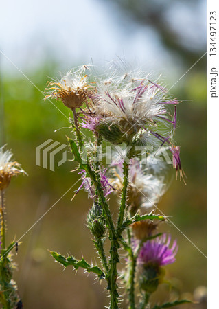 The bright purple flower of the carduus acanthoides, known as the spiny plumeless thistle, welted thistle, or plumeless thistle in front of the dark forest background 134497123
