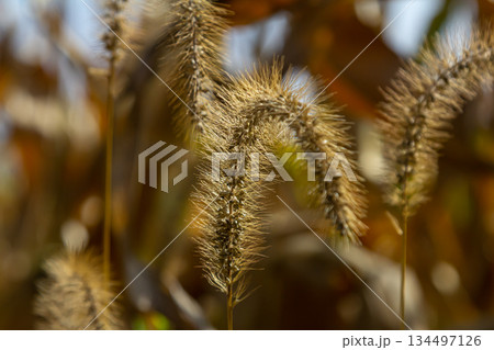 Setaria pumila in autumn in a wild field Setaria pumila in autumn in a wild field 134497126