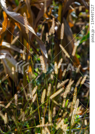 Setaria pumila in autumn in a wild field 134497127