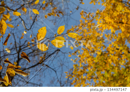 Backgrond of tree in autumn beech forest 134497147