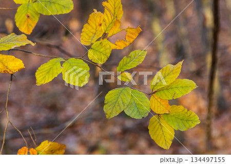 Autumn coloured beech leaves on a grey background in a forest. Autumn nature Autumn coloured beech leaves on a grey background in a forest. Autumn nature 134497155