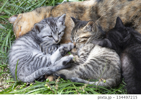 仲良く眠る3匹の可愛い子猫 仲良く眠る3匹の可愛い子猫 134497215