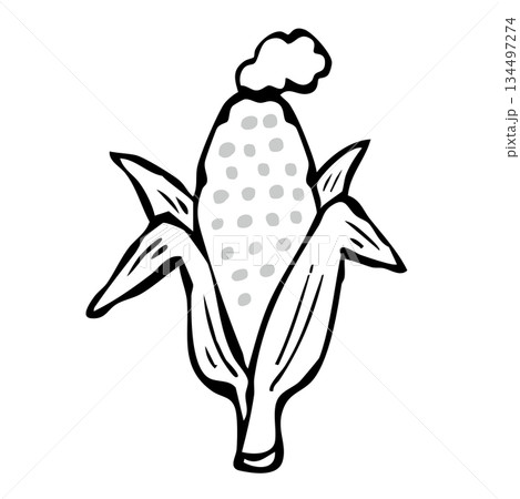 【線画】とうもろこし 134497274