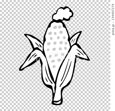 【線画】とうもろこし 134497274