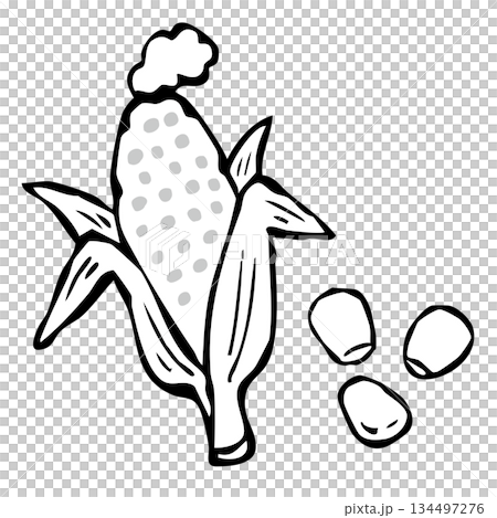 【線画】とうもろこしと粒コーン 【線画】とうもろこしと粒コーン 134497276