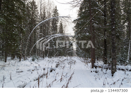 Winter landscape in the Ural Mountains 134497300